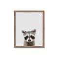 Picture of Peekaboo Raccoon _GroupedProduct_Rectangle_Portrait_Mini_ _GroupedProduct_Rectangle_Portrait_Framed_Matted_