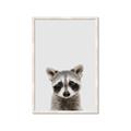 Picture of Peekaboo Raccoon _GroupedProduct_Rectangle_Portrait_Mini_ _GroupedProduct_Rectangle_Portrait_Framed_Matted_
