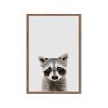 Picture of Peekaboo Raccoon _GroupedProduct_Rectangle_Portrait_Mini_ _GroupedProduct_Rectangle_Portrait_Framed_Matted_