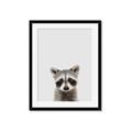 Picture of Peekaboo Raccoon _GroupedProduct_Rectangle_Portrait_Mini_ _GroupedProduct_Rectangle_Portrait_Framed_Matted_