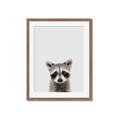 Picture of Peekaboo Raccoon _GroupedProduct_Rectangle_Portrait_Mini_ _GroupedProduct_Rectangle_Portrait_Framed_Matted_