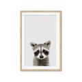 Picture of Peekaboo Raccoon _GroupedProduct_Rectangle_Portrait_Mini_ _GroupedProduct_Rectangle_Portrait_Framed_Matted_