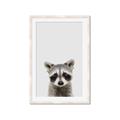 Picture of Peekaboo Raccoon _GroupedProduct_Rectangle_Portrait_Mini_ _GroupedProduct_Rectangle_Portrait_Framed_Matted_