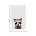 Picture of Peekaboo Raccoon _GroupedProduct_Rectangle_Portrait_Mini_ _GroupedProduct_Rectangle_Portrait_Framed_Matted_