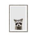 Picture of Peekaboo Raccoon _GroupedProduct_Rectangle_Portrait_Mini_ _GroupedProduct_Rectangle_Portrait_Framed_Matted_