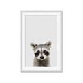 Picture of Peekaboo Raccoon _GroupedProduct_Rectangle_Portrait_Mini_ _GroupedProduct_Rectangle_Portrait_Framed_Matted_