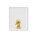 Picture of Baby Duck  _GroupedProduct_Rectangle_Portrait_Mini_ _GroupedProduct_Rectangle_Portrait_Framed_Matted_