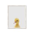 Picture of Baby Duck  _GroupedProduct_Rectangle_Portrait_Mini_ _GroupedProduct_Rectangle_Portrait_Framed_Matted_