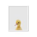 Picture of Baby Duck  _GroupedProduct_Rectangle_Portrait_Mini_ _GroupedProduct_Rectangle_Portrait_Framed_Matted_