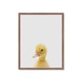 Picture of Baby Duck  _GroupedProduct_Rectangle_Portrait_Mini_ _GroupedProduct_Rectangle_Portrait_Framed_Matted_