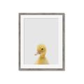 Picture of Baby Duck  _GroupedProduct_Rectangle_Portrait_Mini_ _GroupedProduct_Rectangle_Portrait_Framed_Matted_
