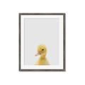 Picture of Baby Duck  _GroupedProduct_Rectangle_Portrait_Mini_ _GroupedProduct_Rectangle_Portrait_Framed_Matted_