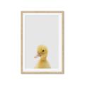 Picture of Baby Duck  _GroupedProduct_Rectangle_Portrait_Mini_ _GroupedProduct_Rectangle_Portrait_Framed_Matted_