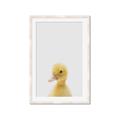 Picture of Baby Duck  _GroupedProduct_Rectangle_Portrait_Mini_ _GroupedProduct_Rectangle_Portrait_Framed_Matted_