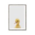 Picture of Baby Duck  _GroupedProduct_Rectangle_Portrait_Mini_ _GroupedProduct_Rectangle_Portrait_Framed_Matted_