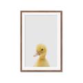 Picture of Baby Duck  _GroupedProduct_Rectangle_Portrait_Mini_ _GroupedProduct_Rectangle_Portrait_Framed_Matted_
