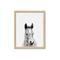 Picture of Cute Little Foal  _GroupedProduct_Rectangle_Portrait_Mini_ _GroupedProduct_Rectangle_Portrait_Framed_Matted_