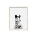 Picture of Cute Little Foal  _GroupedProduct_Rectangle_Portrait_Mini_ _GroupedProduct_Rectangle_Portrait_Framed_Matted_