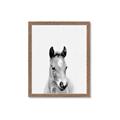 Picture of Cute Little Foal  _GroupedProduct_Rectangle_Portrait_Mini_ _GroupedProduct_Rectangle_Portrait_Framed_Matted_
