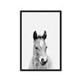 Picture of Cute Little Foal  _GroupedProduct_Rectangle_Portrait_Mini_ _GroupedProduct_Rectangle_Portrait_Framed_Matted_