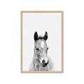 Picture of Cute Little Foal  _GroupedProduct_Rectangle_Portrait_Mini_ _GroupedProduct_Rectangle_Portrait_Framed_Matted_