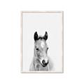 Picture of Cute Little Foal  _GroupedProduct_Rectangle_Portrait_Mini_ _GroupedProduct_Rectangle_Portrait_Framed_Matted_
