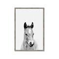 Picture of Cute Little Foal  _GroupedProduct_Rectangle_Portrait_Mini_ _GroupedProduct_Rectangle_Portrait_Framed_Matted_