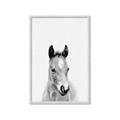 Picture of Cute Little Foal  _GroupedProduct_Rectangle_Portrait_Mini_ _GroupedProduct_Rectangle_Portrait_Framed_Matted_