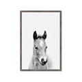 Picture of Cute Little Foal  _GroupedProduct_Rectangle_Portrait_Mini_ _GroupedProduct_Rectangle_Portrait_Framed_Matted_