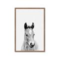 Picture of Cute Little Foal  _GroupedProduct_Rectangle_Portrait_Mini_ _GroupedProduct_Rectangle_Portrait_Framed_Matted_