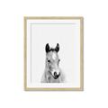 Picture of Cute Little Foal  _GroupedProduct_Rectangle_Portrait_Mini_ _GroupedProduct_Rectangle_Portrait_Framed_Matted_