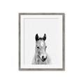 Picture of Cute Little Foal  _GroupedProduct_Rectangle_Portrait_Mini_ _GroupedProduct_Rectangle_Portrait_Framed_Matted_