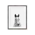 Picture of Cute Little Foal  _GroupedProduct_Rectangle_Portrait_Mini_ _GroupedProduct_Rectangle_Portrait_Framed_Matted_