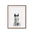 Picture of Cute Little Foal  _GroupedProduct_Rectangle_Portrait_Mini_ _GroupedProduct_Rectangle_Portrait_Framed_Matted_