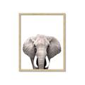 Picture of Safari Elephant _GroupedProduct_Rectangle_Portrait_Mini_ _GroupedProduct_Rectangle_Portrait_Framed_Matted_