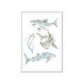 Picture of Sharks _GroupedProduct_Rectangle_Portrait_Mini_ _GroupedProduct_Rectangle_Portrait_Framed_Matted_