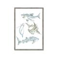 Picture of Sharks _GroupedProduct_Rectangle_Portrait_Mini_ _GroupedProduct_Rectangle_Portrait_Framed_Matted_