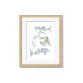 Picture of Sharks _GroupedProduct_Rectangle_Portrait_Mini_ _GroupedProduct_Rectangle_Portrait_Framed_Matted_