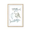 Picture of Sharks _GroupedProduct_Rectangle_Portrait_Mini_ _GroupedProduct_Rectangle_Portrait_Framed_Matted_