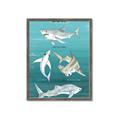 Picture of Sharks Chart _GroupedProduct_Rectangle_Portrait_Mini_ _GroupedProduct_Rectangle_Portrait_Framed_Matted_