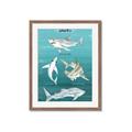 Picture of Sharks Chart _GroupedProduct_Rectangle_Portrait_Mini_ _GroupedProduct_Rectangle_Portrait_Framed_Matted_
