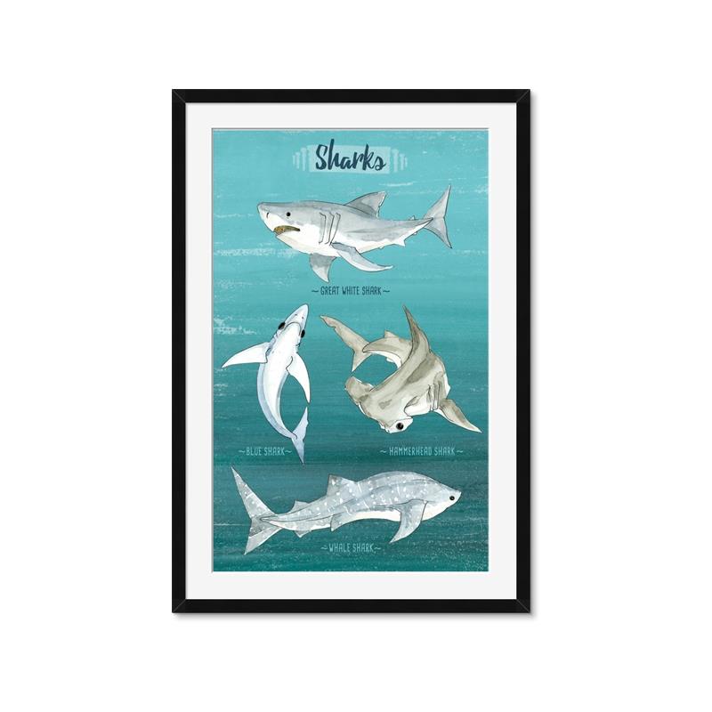 Picture of Sharks Chart _GroupedProduct_Rectangle_Portrait_Mini_ _GroupedProduct_Rectangle_Portrait_Framed_Matted_
