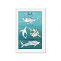 Picture of Sharks Chart _GroupedProduct_Rectangle_Portrait_Mini_ _GroupedProduct_Rectangle_Portrait_Framed_Matted_
