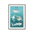 Picture of Sharks Chart _GroupedProduct_Rectangle_Portrait_Mini_ _GroupedProduct_Rectangle_Portrait_Framed_Matted_