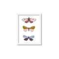 Picture of Pastel Butterflies I _GroupedProduct_Rectangle_Portrait_Mini_ _GroupedProduct_Rectangle_Portrait_Framed_Matted_