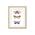 Picture of Pastel Butterflies I _GroupedProduct_Rectangle_Portrait_Mini_ _GroupedProduct_Rectangle_Portrait_Framed_Matted_