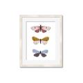 Picture of Pastel Butterflies I _GroupedProduct_Rectangle_Portrait_Mini_ _GroupedProduct_Rectangle_Portrait_Framed_Matted_