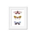 Picture of Pastel Butterflies I _GroupedProduct_Rectangle_Portrait_Mini_ _GroupedProduct_Rectangle_Portrait_Framed_Matted_