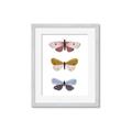 Picture of Pastel Butterflies I _GroupedProduct_Rectangle_Portrait_Mini_ _GroupedProduct_Rectangle_Portrait_Framed_Matted_