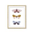 Picture of Pastel Butterflies I _GroupedProduct_Rectangle_Portrait_Mini_ _GroupedProduct_Rectangle_Portrait_Framed_Matted_